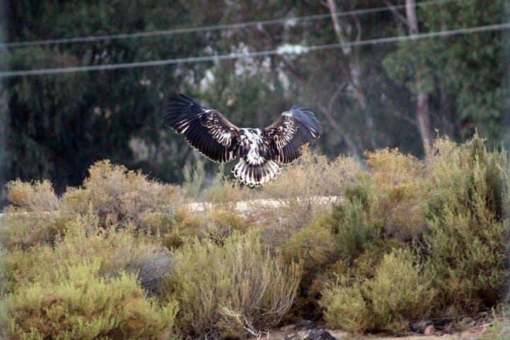 Full-Day Safari to Aquila Private Game Reserve from Cape Town — Wildlife Safari with Transfers photo 5