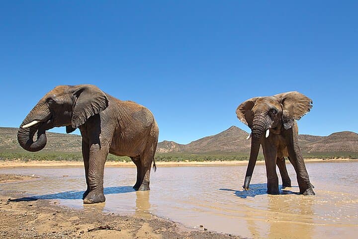 Full-Day Safari to Aquila Private Game Reserve from Cape Town — Wildlife Safari with Transfers photo 6