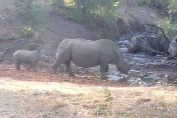 Victoria Falls Experience: Rhino Game Drive, Knife-Edge Walk & Livingstone Island High Tea photo 3