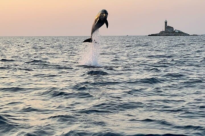 Sunset Dolphin Cruise in Rovinj: Intimate Speedboat Tour with Drinks photo 3