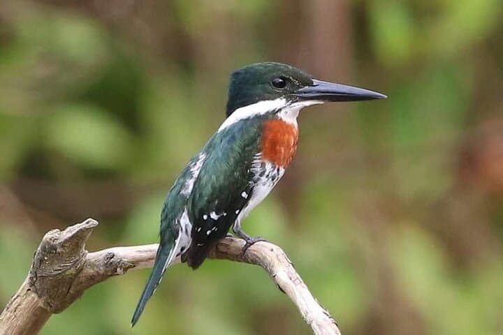 Sierpe River Mangrove Tour: Cruise Costa Rica's Largest Mangrove Forest photo 2