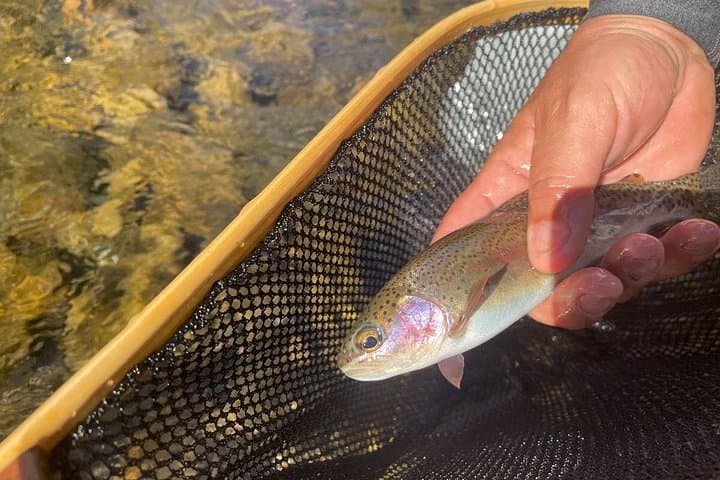 Half-Day Fly Fishing in the Great Smoky Mountains: Little River & Elkmont Guided Trip photo 2