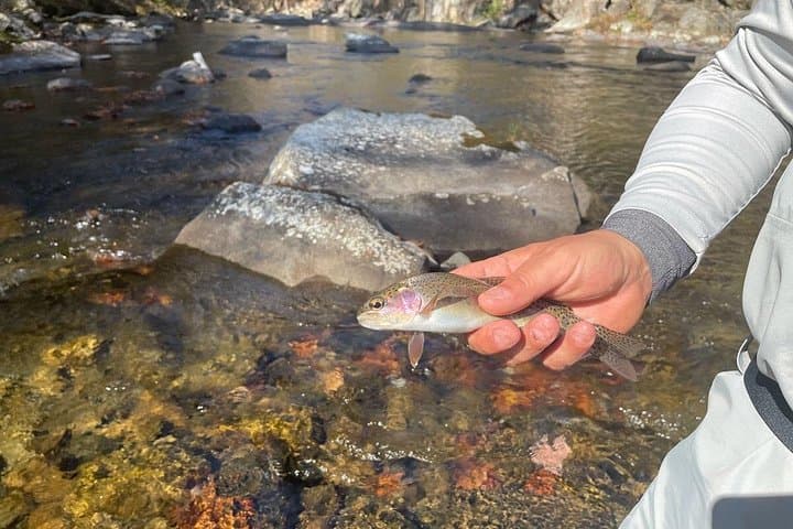 Half-Day Fly Fishing in the Great Smoky Mountains: Little River & Elkmont Guided Trip photo 3