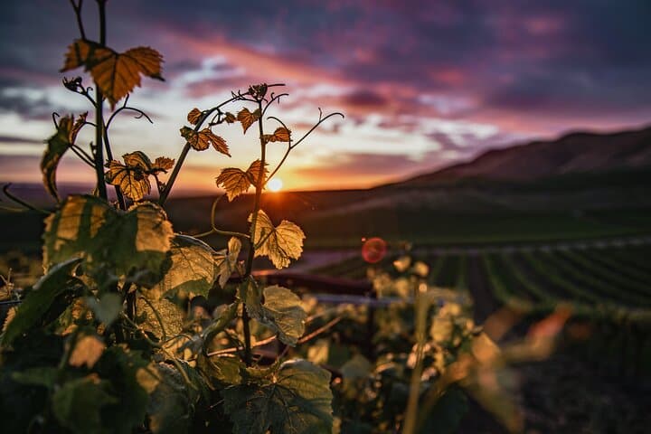 Self-Guided Paso Robles Wine Tour: Audio Driving Itinerary to 10 Top Wineries
