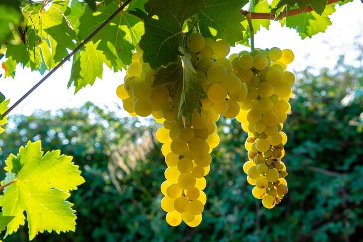 Self-Guided Paso Robles Wine Tour: Audio Driving Itinerary to 10 Top Wineries photo 6