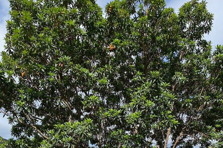 Roque Negro Lavaderos: Private Hike through Anaga's Laurel Forests photo 2