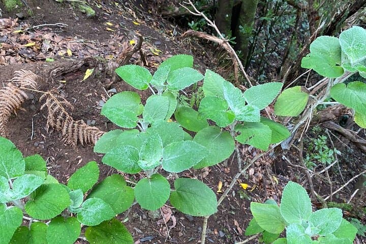 Roque Negro Lavaderos: Private Hike through Anaga's Laurel Forests photo 5