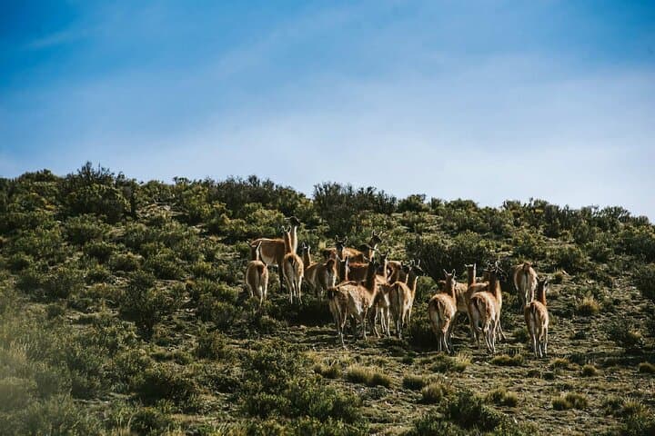 Full-Day 4x4 Safari to Villavicencio & Condor Sanctuary (Mendoza) photo 4