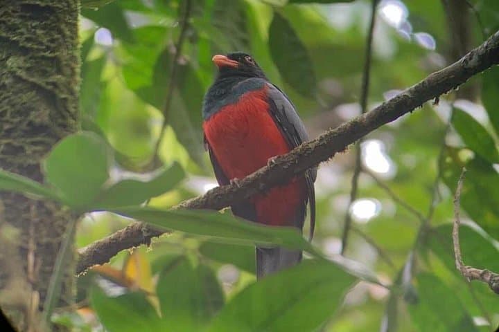 Coastal Birding and Wildlife Walk at Marino Ballena National Park photo 3