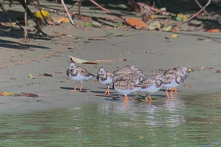 Coastal Birding and Wildlife Walk at Marino Ballena National Park photo 4