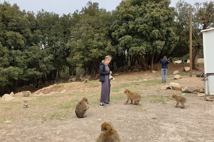 Middle Atlas Day Trip from Fes: Ifrane, Azrou & Cedar Forests photo 3