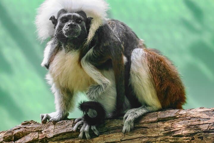 Akumal Monkey Sanctuary Half-Day Private Tour — Rescue, Education & Wildlife Encounters photo 5
