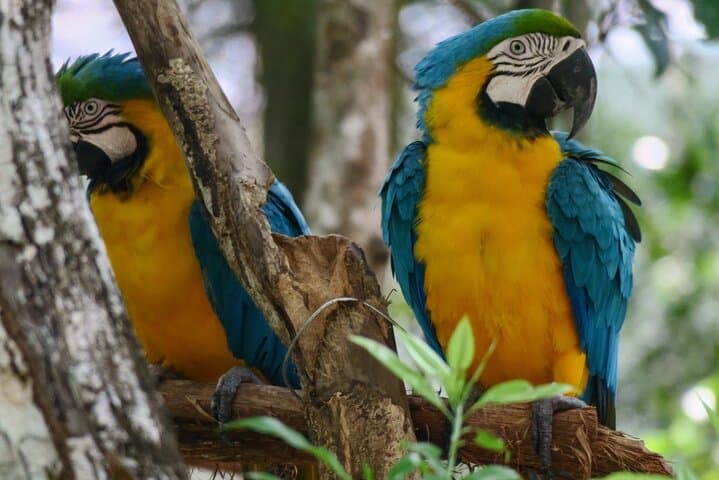 Akumal Monkey Sanctuary Half-Day Private Tour — Rescue, Education & Wildlife Encounters photo 3