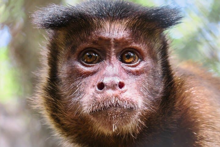 Akumal Monkey Sanctuary Half-Day Private Tour — Rescue, Education & Wildlife Encounters