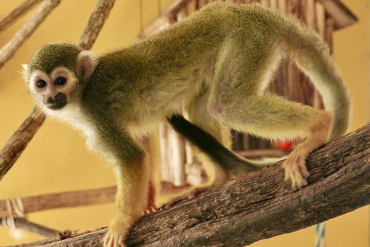 Akumal Monkey Sanctuary Half-Day Private Tour — Rescue, Education & Wildlife Encounters photo 6