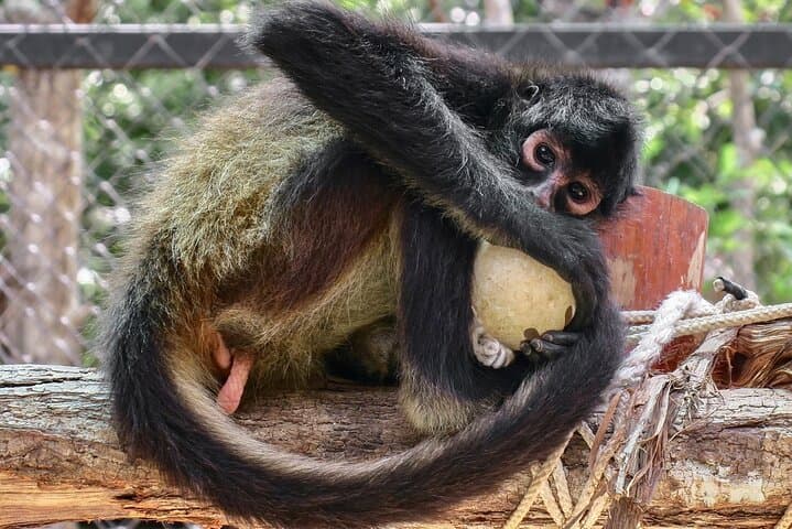 Akumal Monkey Sanctuary Half-Day Private Tour — Rescue, Education & Wildlife Encounters photo 2