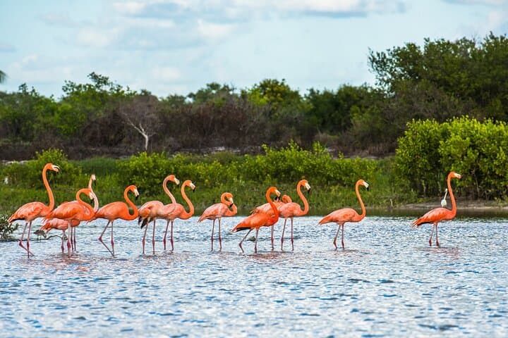 Celestun Flamingo-Watching Private Boat Tour from Mérida photo 5