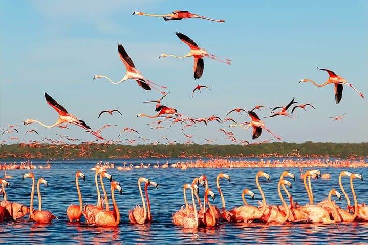 Celestun Flamingo-Watching Private Boat Tour from Mérida photo 2