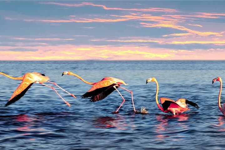 Celestun Flamingo-Watching Private Boat Tour from Mérida photo 6