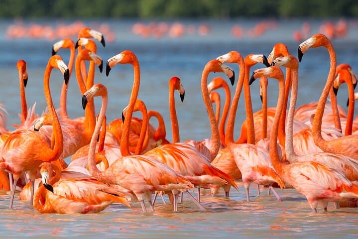 Celestun Flamingo-Watching Private Boat Tour from Mérida
