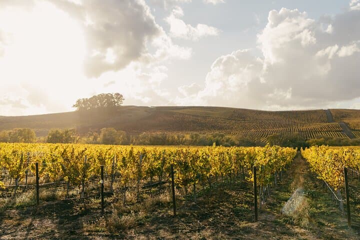 Ultimate Napa & Sonoma Wine Tour from San Francisco photo 4