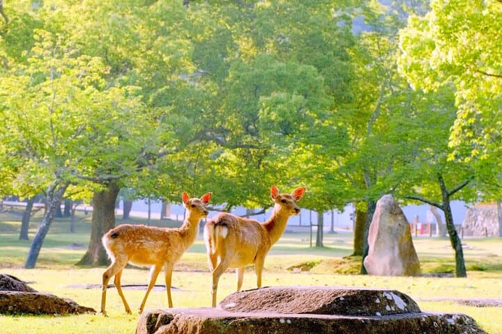 From Osaka: 10-Hour Private Vehicle Tour to Kyoto or Nara photo 1