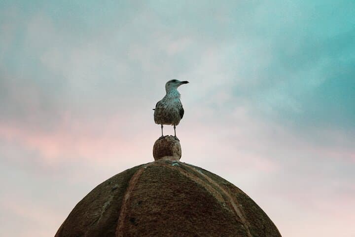 Essaouira Day Trip from Marrakech: Coastal Medina, Beaches & History photo 4