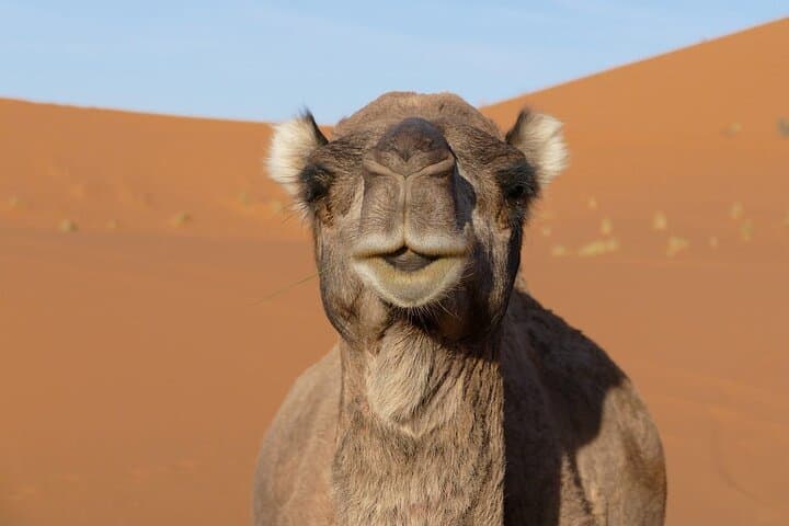 9-Day Sahara Trek from Marrakech to M'Hamid: Multi-Day Desert Crossing photo 5