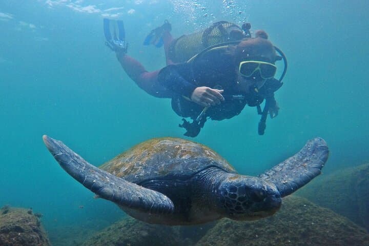 Baptism Dive with Turtles at Xavier Island — Beginner Scuba in Florianópolis