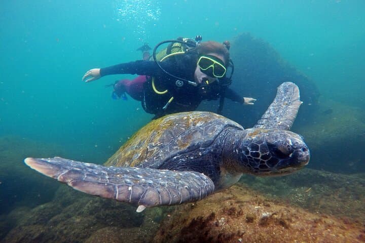 Baptism Dive with Turtles at Xavier Island — Beginner Scuba in Florianópolis photo 3