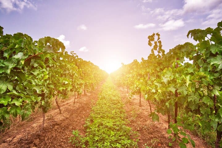 Half-Day Private Niagara County Wine Tour from Niagara Falls