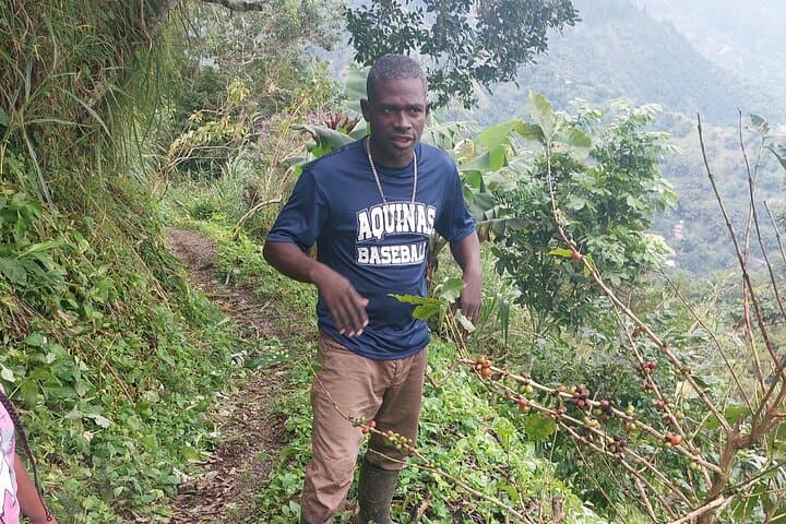 Blue Mountain Coffee Tour: Bean-to-Cup Adventure in Jamaica