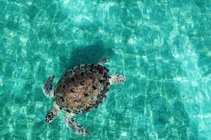 Private Half-Day Snorkel & Beach Cruise to Icacos, Palomino and Piñero Islands from Fajardo photo 2