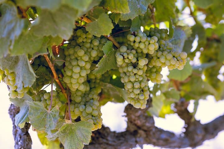 Private Luxury Napa Valley Transportation: Tailor Your Own Wine-Day photo 6
