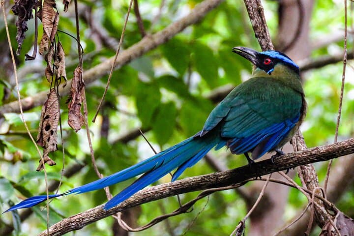 Salento Birding Route: Wax Palms, Hummingbirds & Coffee Hacienda Birds photo 2