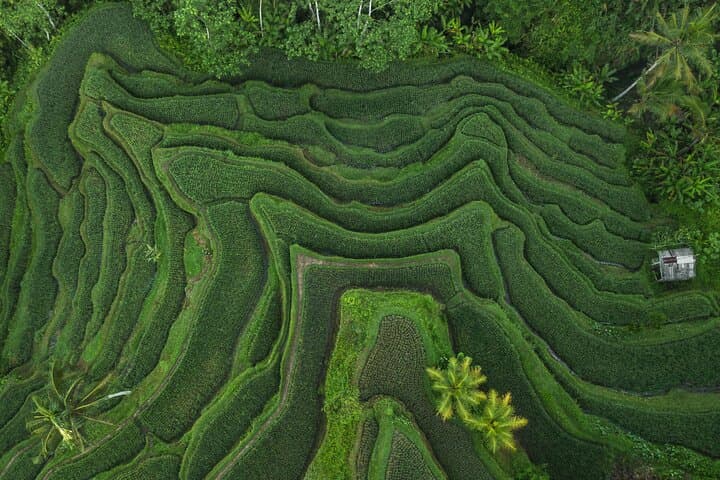 Bali Temple Trail: Tanah Lot, Batukaru & Jatiluwih Rice Terraces Private Tour photo 6