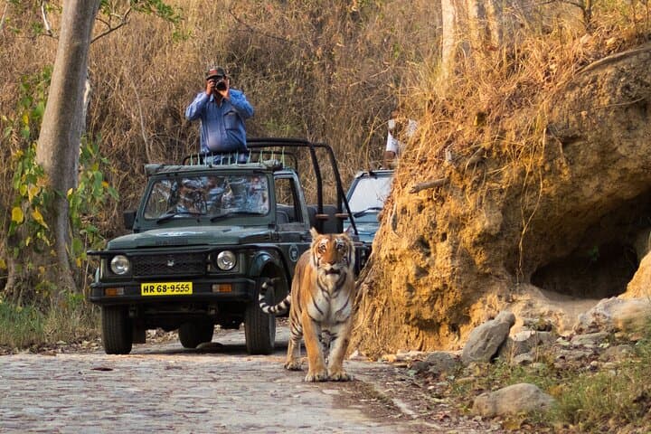 Dhikala Night Stay: Jim Corbett Forest Rest House Safari Experience