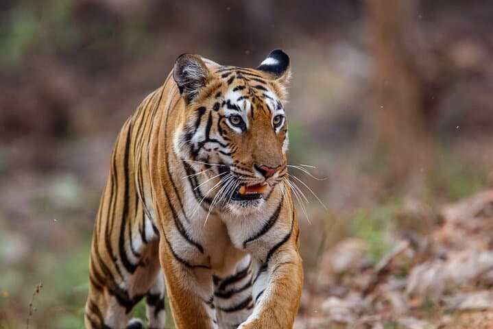 Dhikala Night Stay: Jim Corbett Forest Rest House Safari Experience photo 3