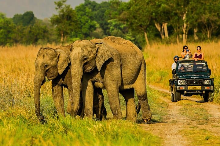 Dhikala Night Stay: Jim Corbett Forest Rest House Safari Experience photo 4