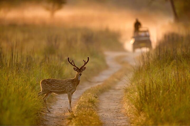 Dhikala Night Stay: Jim Corbett Forest Rest House Safari Experience photo 6
