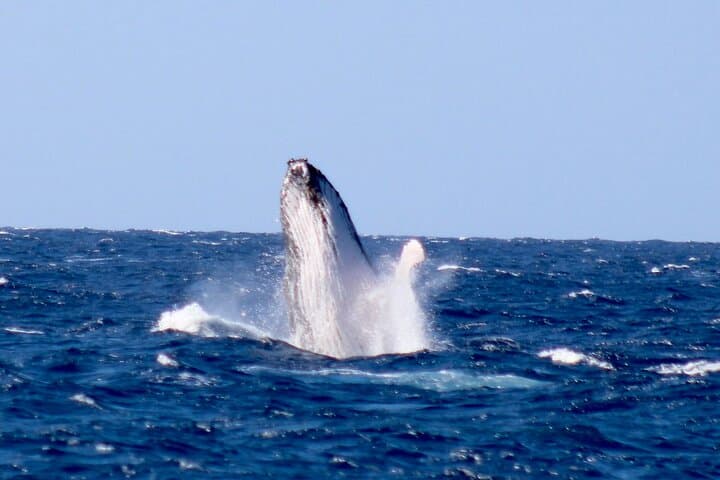 Big Island Whale Watching: Humpback Catamaran from Kailua-Kona photo 6