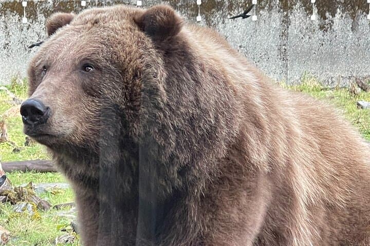 Discover Sitka’s Hidden Trails and Wildlife on a Private Land Tour photo 4