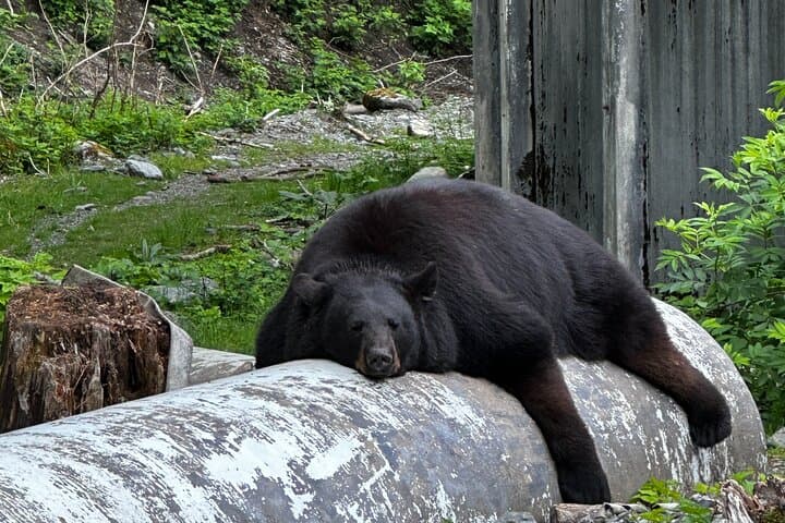 Discover Sitka’s Hidden Trails and Wildlife on a Private Land Tour photo 3
