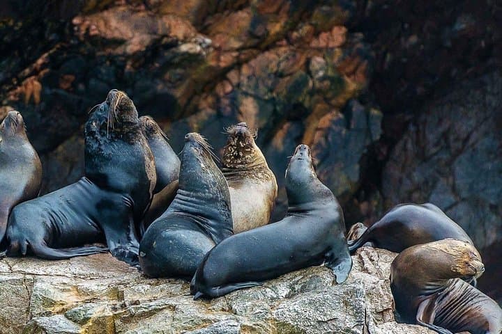 Ballestas Islands & Paracas Reserve: Full-Day Wildlife and Coastal Landscapes Tour photo 4