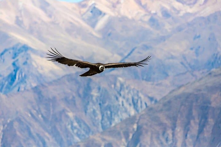 Colca Canyon 2-Day Adventure from Arequipa: Condors, Hot Springs & Pre-Inca Terraces photo 2