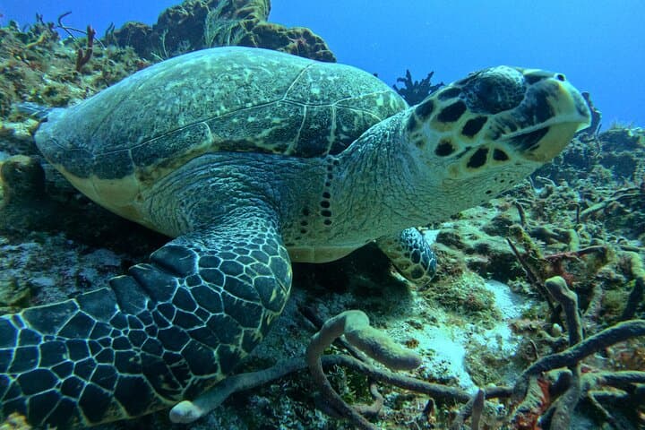 Introductory Cozumel Scuba: Two Guided Reef Dives with Equipment & Lunch photo 2