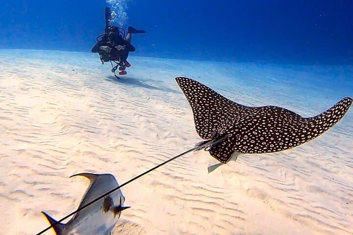 Introductory Cozumel Scuba: Two Guided Reef Dives with Equipment & Lunch photo 3