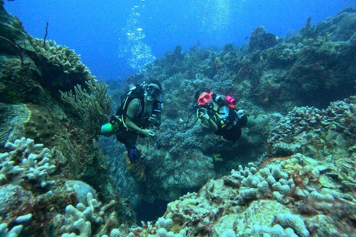 Introductory Cozumel Scuba: Two Guided Reef Dives with Equipment & Lunch photo 4