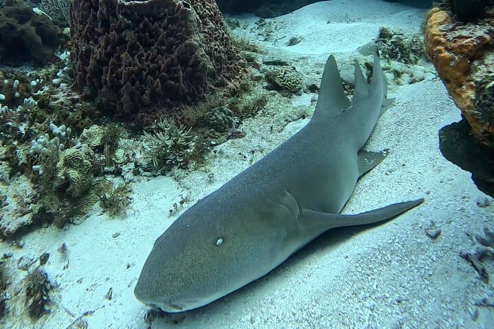 Introductory Cozumel Scuba: Two Guided Reef Dives with Equipment & Lunch photo 5