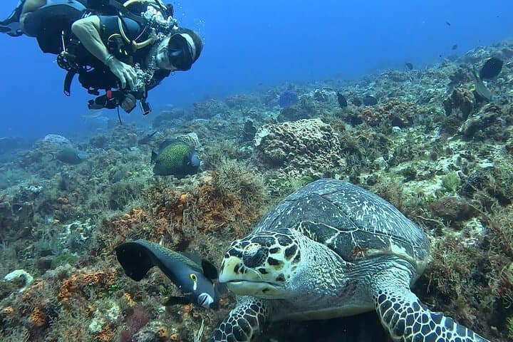 Introductory Cozumel Scuba: Two Guided Reef Dives with Equipment & Lunch photo 6